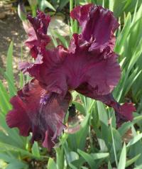 Kosatec 'Schortman's Garnet Ruffles' - Vysoké bradaté kosatce (Iris)