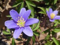 Sasanka hajní 'Royal Blue' (Anemone nemorosa)