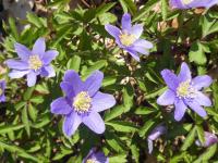 Sasanka hajní 'Royal Blue' (Anemone nemorosa)