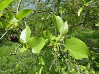 Olše srdčitá (Alnus cordata)