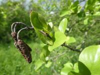 Olše srdčitá (Alnus cordata)