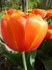 Tulipán 'Oranjezon' - Darwin hybridy (Tulipa)