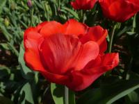 Tulipán 'Escape' - Triumph tulipány (Tulipa)