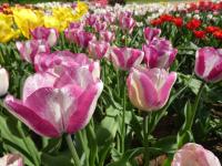 Tulipán 'Hotpants' - Triumph tulipány (Tulipa)