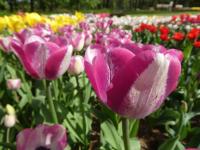 Tulipán 'Hotpants' - Triumph tulipány (Tulipa)