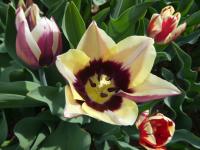 Tulipán 'Fontainebleau' - Triumph tulipány (Tulipa)