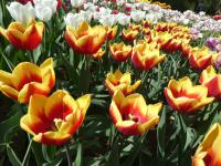 Tulipán 'Jan Seignette' - Triumph tulipány (Tulipa)