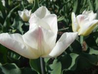 Tulipán 'Takahashi' - Triumph tulipány (Tulipa)