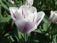Tulipán 'Flaming Flag' - Triumph tulipány (Tulipa)