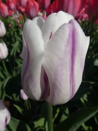 Tulipán 'Flaming Flag' - Triumph tulipány (Tulipa)