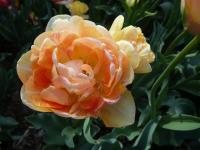 Tulipán 'Orange Angelique' - Plné pozdní tulipány (Tulipa)