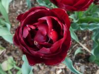 Tulipán 'Uncle Tom' - Plné pozdní tulipány (Tulipa)
