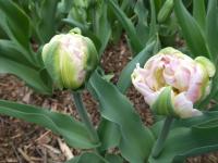 Tulipán 'Finola' - Plné pozdní tulipány (Tulipa)