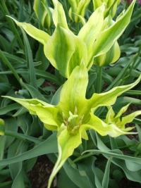 Tulipán 'Greenstar' - Liliokvěté tulipány (Tulipa)