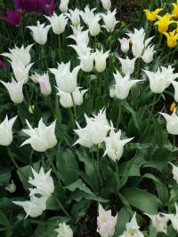 Tulipán 'Tres Chic' - Liliokvěté tulipány (Tulipa)