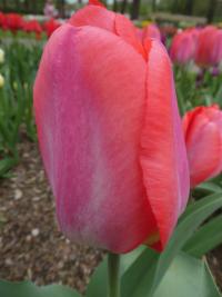 Tulipán 'Gander's Rhapsody' - Triumph tulipány (Tulipa)