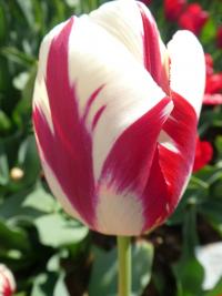 Tulipán 'Grand Perfection' - Rembrandtovy tulipány (Tulipa)
