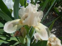 Kosatec 'Malý Pink' - Základní nízké kosatce (Iris)