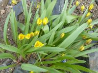 Tulipán (Tulipa dasystemon)