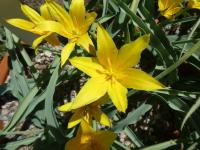 Tulipán (Tulipa kolpakowskiana)