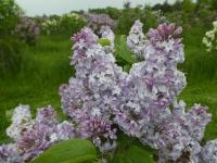 Šeřík obecný 'Ambassadeur' (Syringa vulgaris)