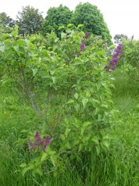 Šeřík obecný 'Danton' (Syringa vulgaris)
