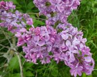 Šeřík obecný 'Daphne Pink' (Syringa vulgaris)