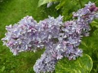 Šeřík obecný 'Dappled Dawn' (Syringa vulgaris)
