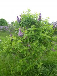 Šeřík obecný 'Doyen Keteleer' (Syringa vulgaris)