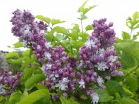 Šeřík obecný 'Doyen Keteleer' (Syringa vulgaris)
