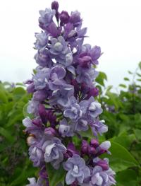 Šeřík obecný 'Duc de Massa' (Syringa vulgaris)