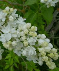 Šeřík obecný 'Edith Cavell' (Syringa vulgaris)