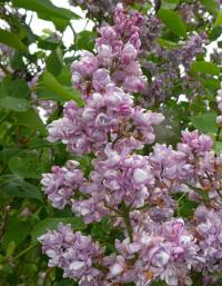 Šeřík obecný 'Emile Lemoine' (Syringa vulgaris)