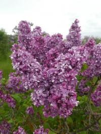 Šeřík obecný 'Georges Bellair' (Syringa vulgaris)