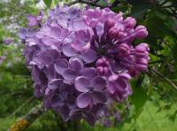Šeřík obecný 'Gilbert' (Syringa vulgaris)