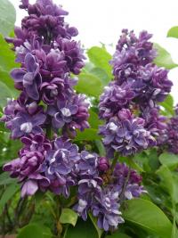 Šeřík obecný 'Champlain' (Syringa vulgaris)