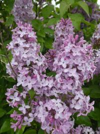 Šeřík obecný 'Charles X' (Syringa vulgaris)