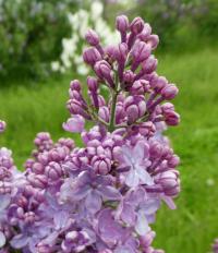 Šeřík obecný 'Charm' (Syringa vulgaris)