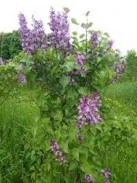 Šeřík obecný 'India' (Syringa vulgaris)