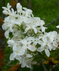 Šeřík obecný 'Jan van Tol' (Syringa vulgaris)