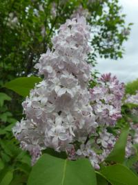 Šeřík obecný 'Macrostachya' (Syringa vulgaris)