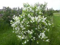 Šeřík obecný 'Madame Florent Stepman' (Syringa vulgaris)