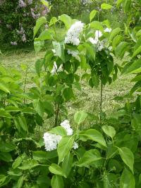 Šeřík obecný 'Madame Lemoine' (Syringa vulgaris)