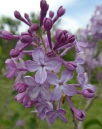 Šeřík obecný 'Madame Leon Simon' (Syringa vulgaris)