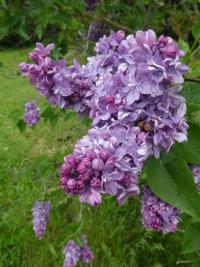 Šeřík obecný 'Marechal Lannes' (Syringa vulgaris)