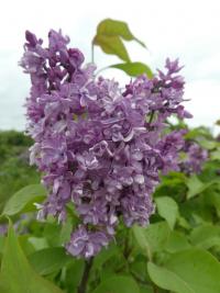 Šeřík obecný 'Midwest Gem' (Syringa vulgaris)