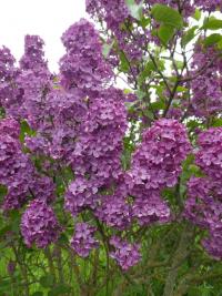 Šeřík obecný 'Mirabeau' (Syringa vulgaris)