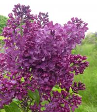 Šeřík obecný 'Monge' (Syringa vulgaris)
