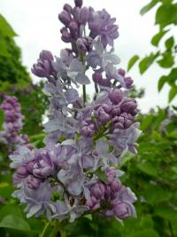 Šeřík obecný 'Olivier de Serres' (Syringa vulgaris)