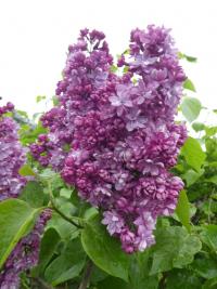 Šeřík obecný 'Pamjať o Vechove' (Syringa vulgaris)